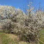 Schoen Moeblierte In Genthin/ Ot Apartman Tucheim